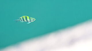 大福漁港の魚